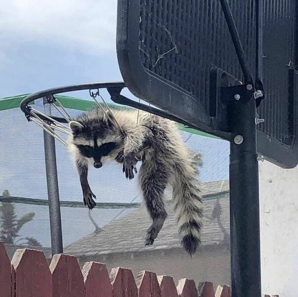 ������ ����������� ���� �������������� �������