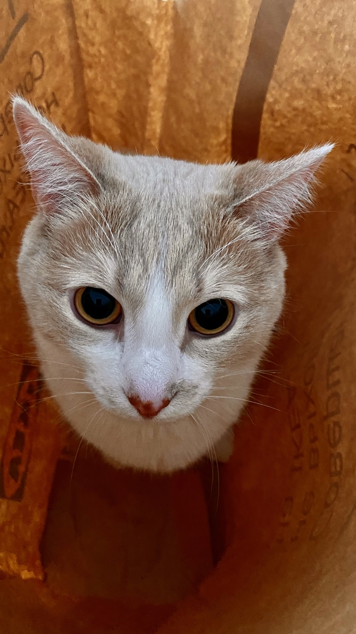 Потерял кота - посмотри в пакете