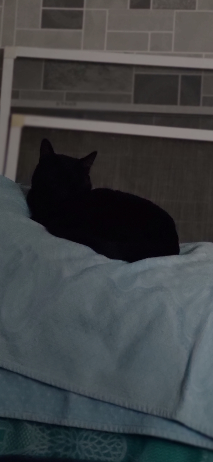 Стэлс-кошка (не показал, не пикабушник)