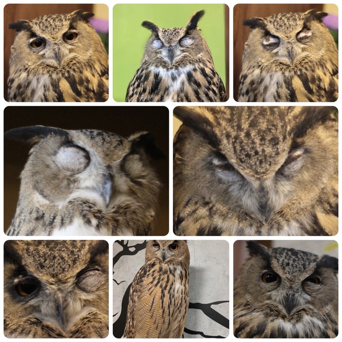 Коллаж с совами #5