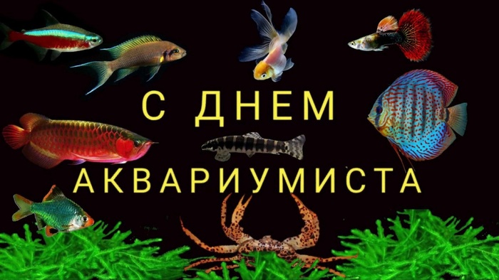 С днём аквариумиста