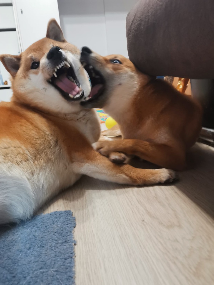 Когда довела мужика