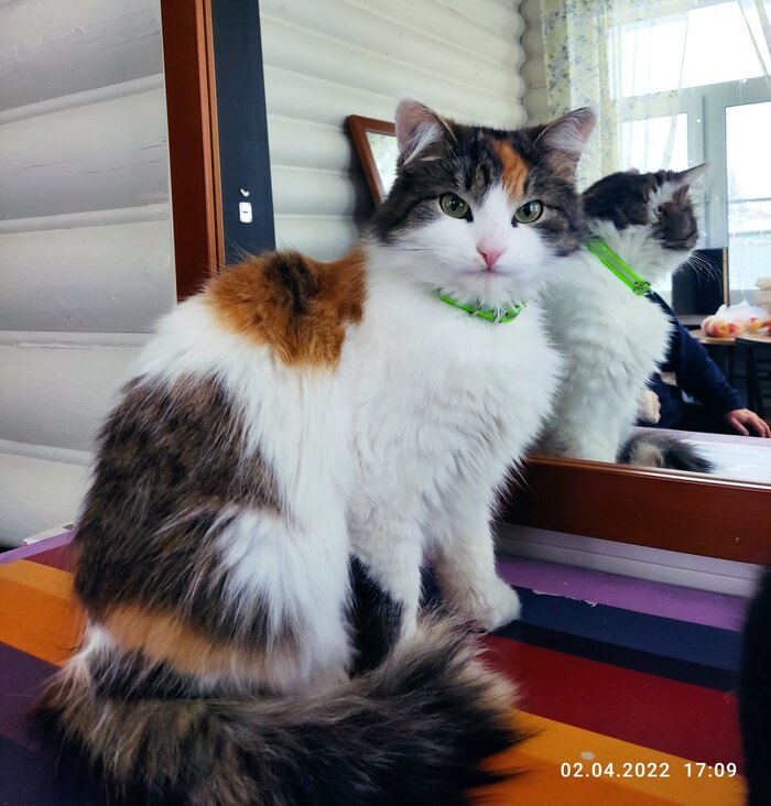 И снова не могу побороть желание показать всем свою киску :-)