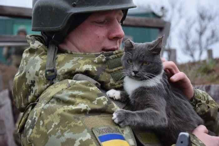 Котики войны | Пикабу