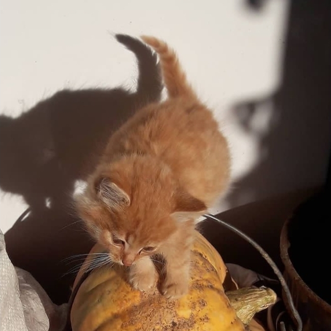 Кот на тыкве!!)