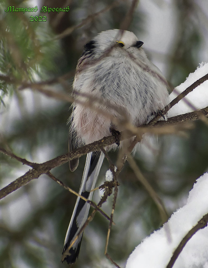 ПроклЯтый белый снег Природа России, Птицы, Орнитология, Природа, Синица, Длиннохвостая синица, Лес, Весна, Фотоохота, Хобби, Фотография, Длиннопост
