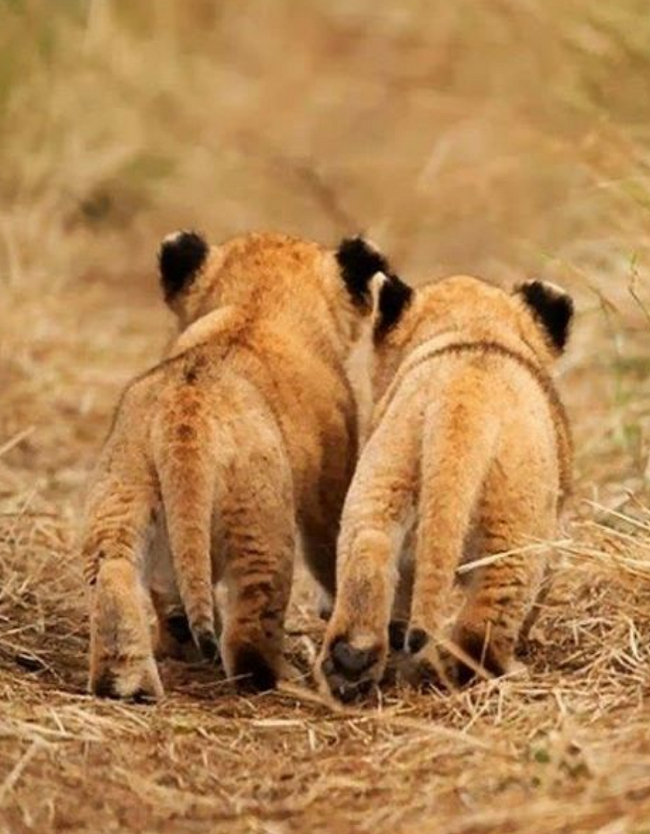 Юные путешественники