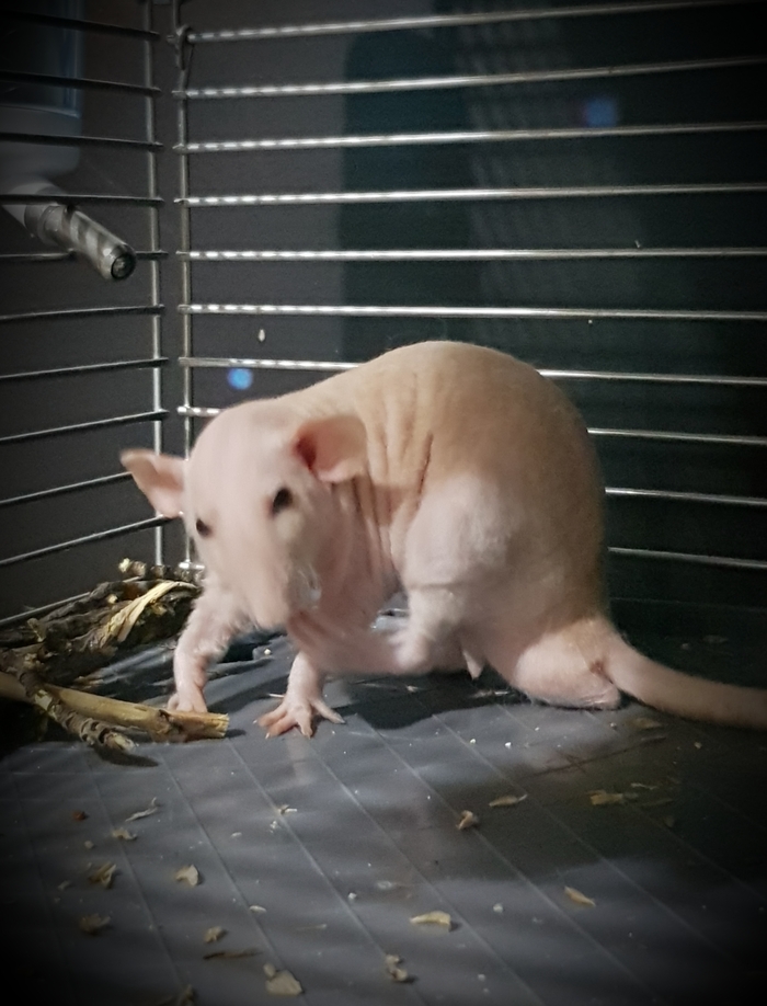    !  ,  , 