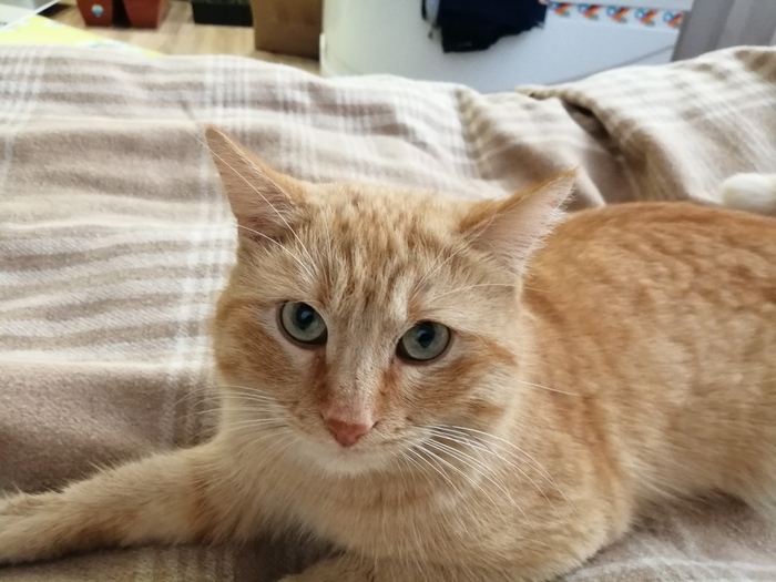 Валидация пикабушника