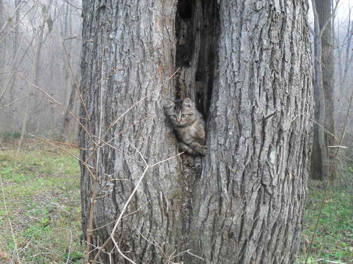Подсяду на кошачью волну