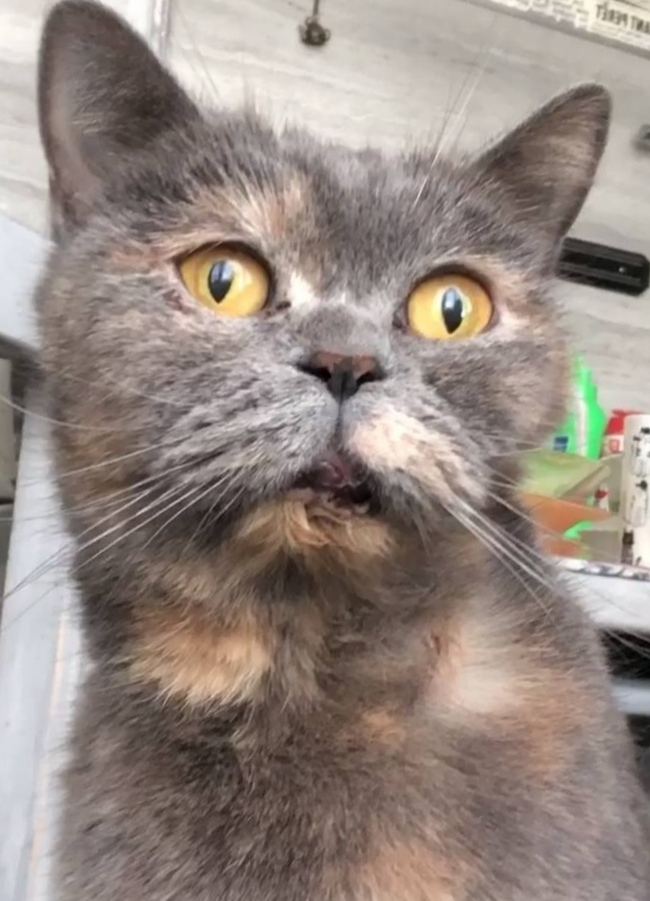  ?    ?  ,   , , ,  