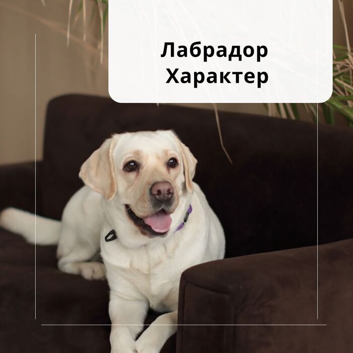 Одежда для собаки из старых детских вещей | Суперкот и Суперпес. Идеи для кошек и собак | ВКонтакте