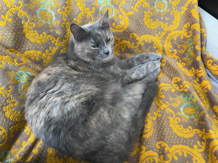 � ���� ����������. ��� ˸����. ������������� �������