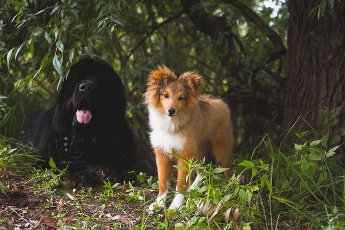 Такие разные друзья