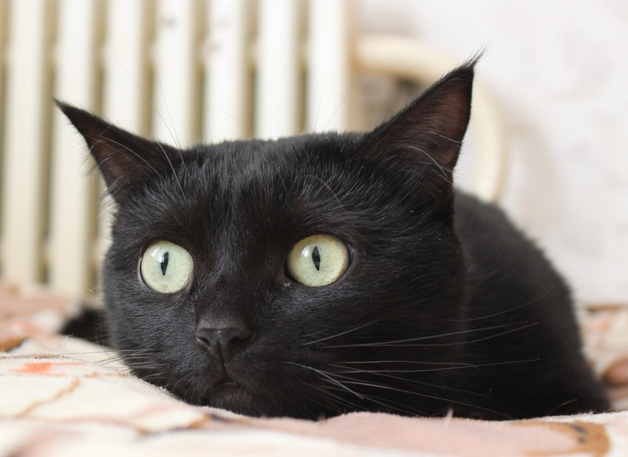 Ответ на пост «Не пикабнул кота не показушник»