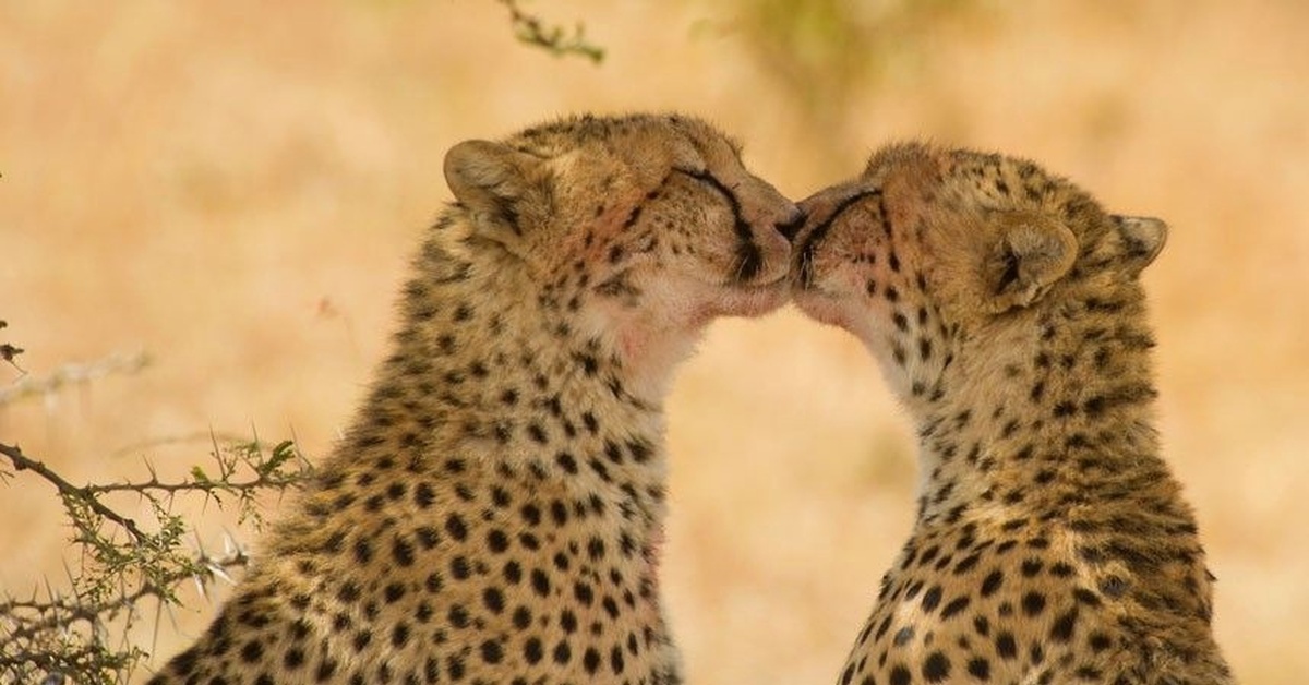 Animal couple. Гепард самка. Животные любовь. Животные пары. Леопарды любовь.