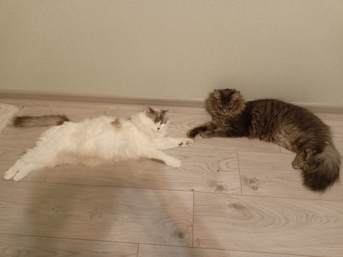 Сотворение кошки