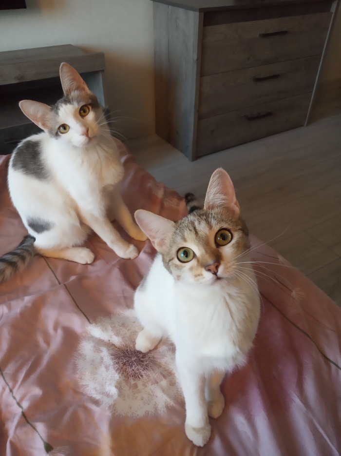 ��� ������� ����� ���� ���� � ,��������,���� ��� (��� ���� ���� �����)