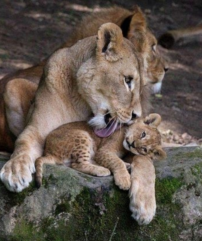 С такой мамой не поспорить