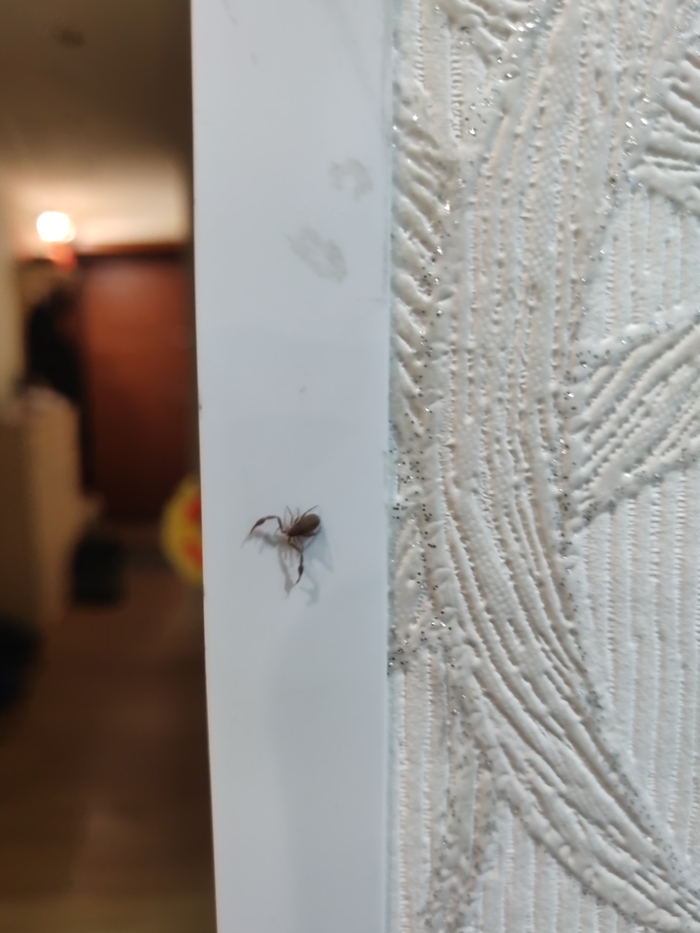 ����������, ����������...