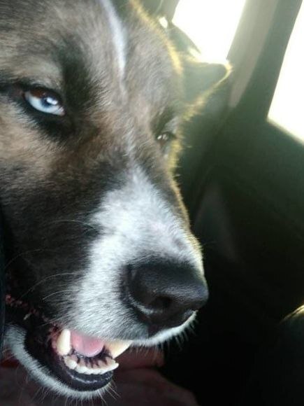 Сейчас я поцоны и поцонухи и покожу вам своего кота.Это вам не сиськи какие нибудь и не всякое там жуткое