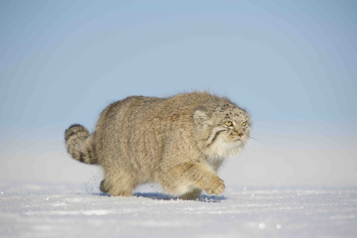 Летящей походкой...