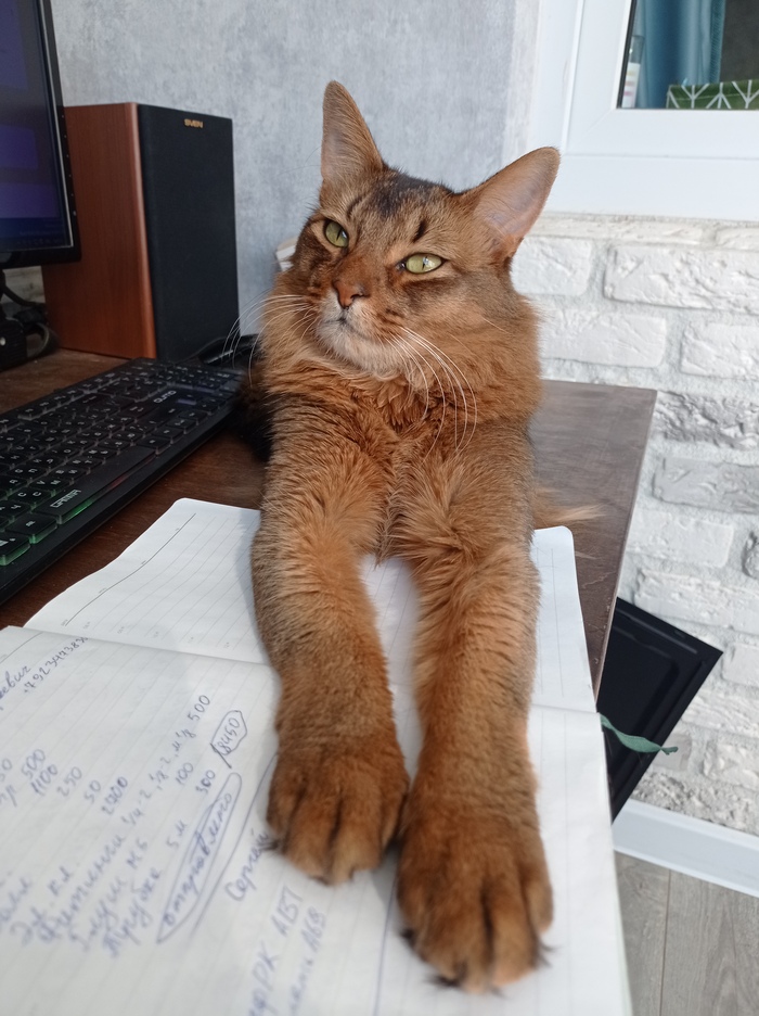 Насяльника