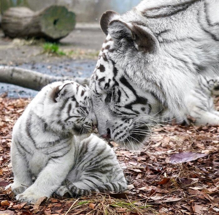 Мама с сыночком