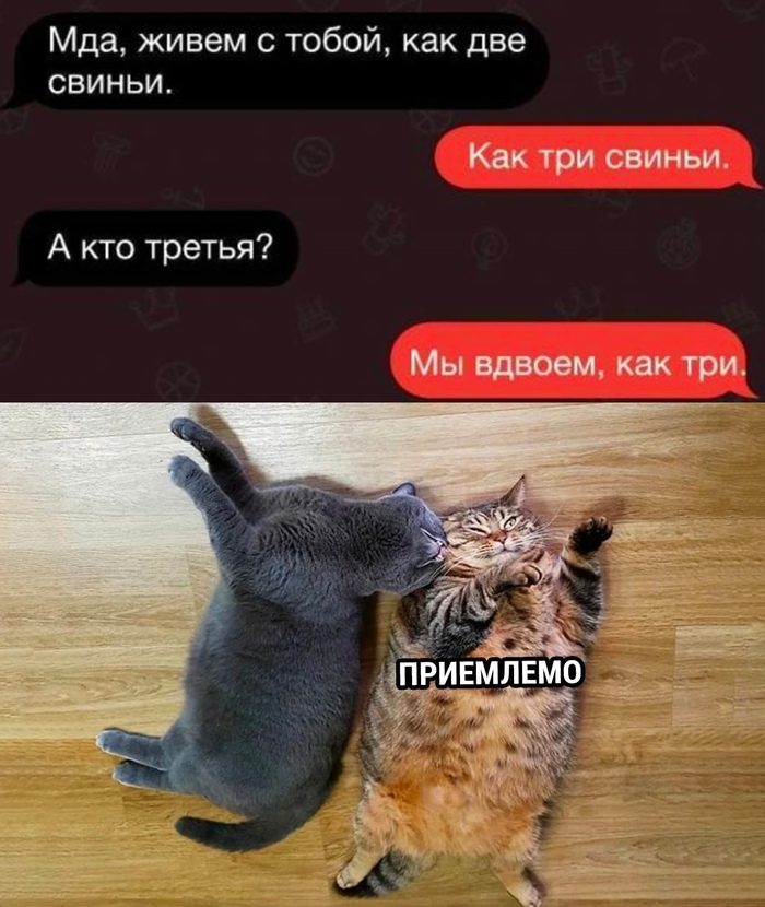 Мы живем… Позитив, Кот, Еда, Юмор, Свинья, Свинство, Переписка