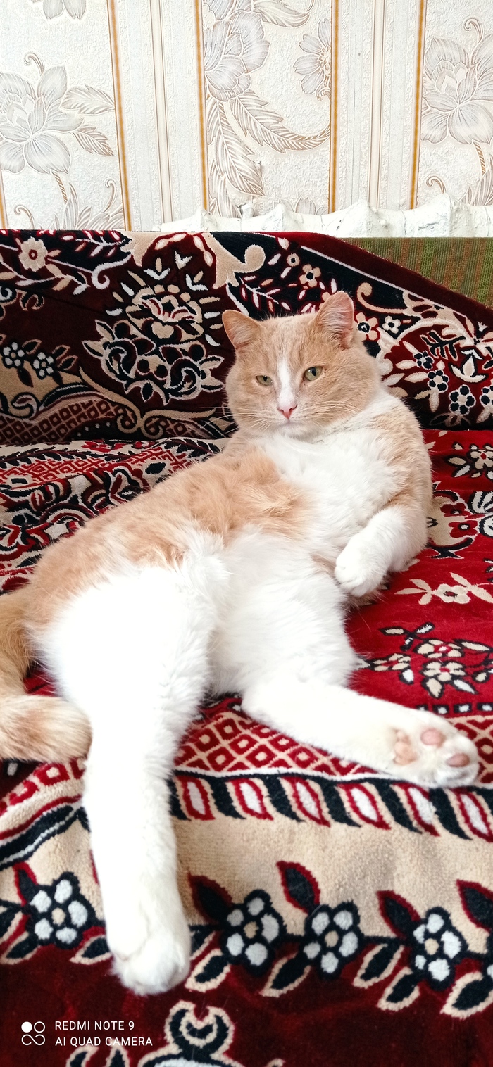 Пушистая милота