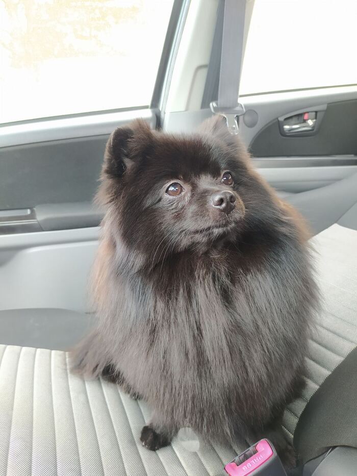 Ответ на пост «Не выложил собаку- не пикабушник»