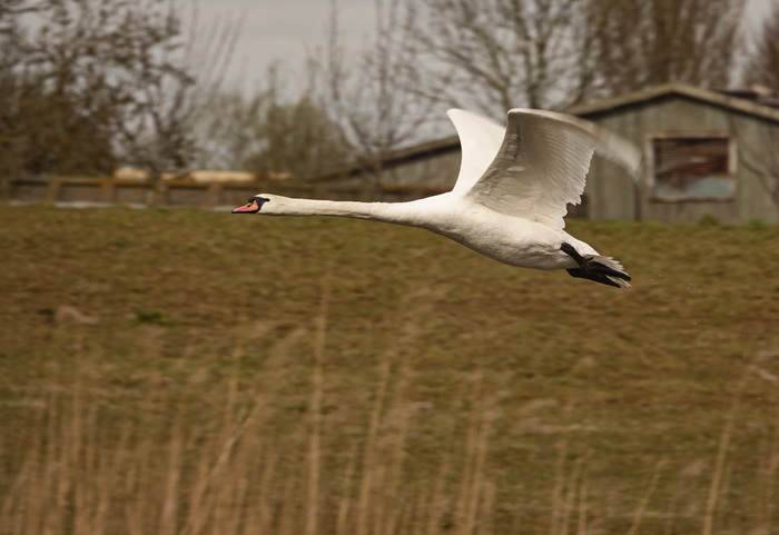 ������ � ������