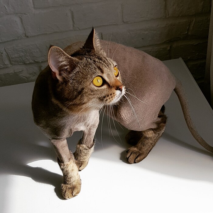 Котейку в ленту