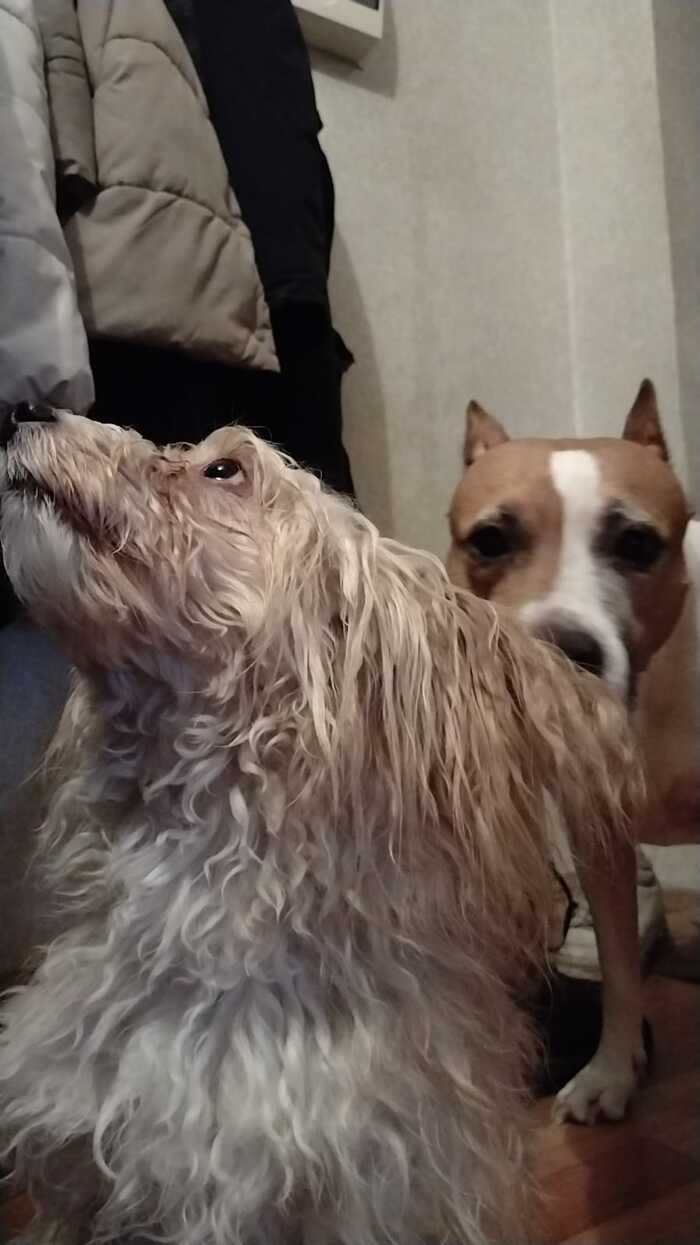 Не показал собаку - не пикабушник