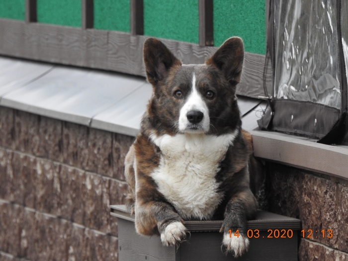 Не показал собаку-не пикабушник Собака, Лучший друг