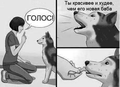 Лучший друг человека