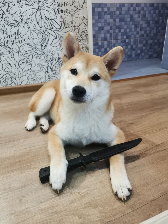 Когда хозяин достал называть тебя «булочкой»