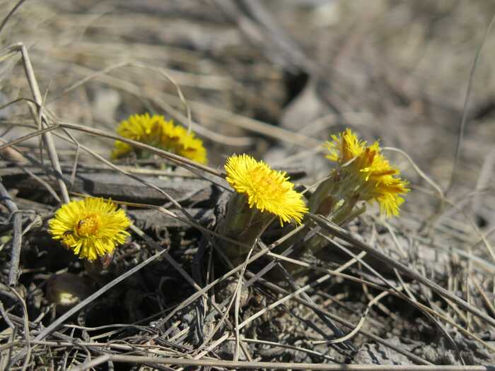 На природных территориях расцвела мать-и-мачеха