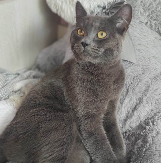 Алмаз ищет добрые ручки