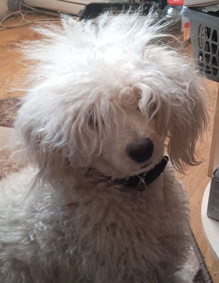 Вот такой мохнатый морда! Арчи зовут. А так то я котов любил раньше. А теперь вот это вот всё! :)