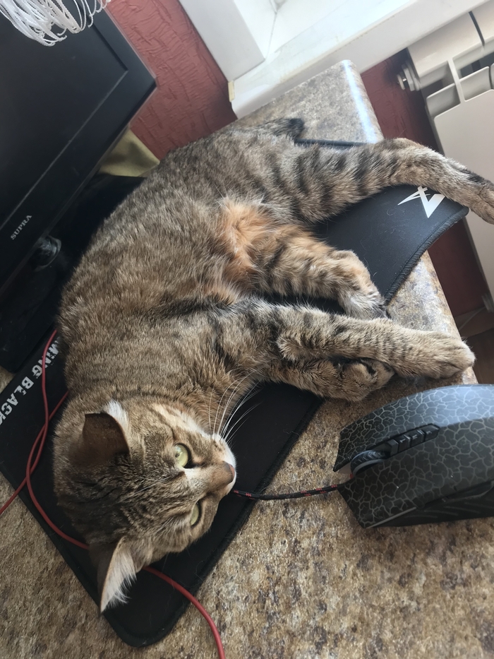 �� �������� ����, ������� !