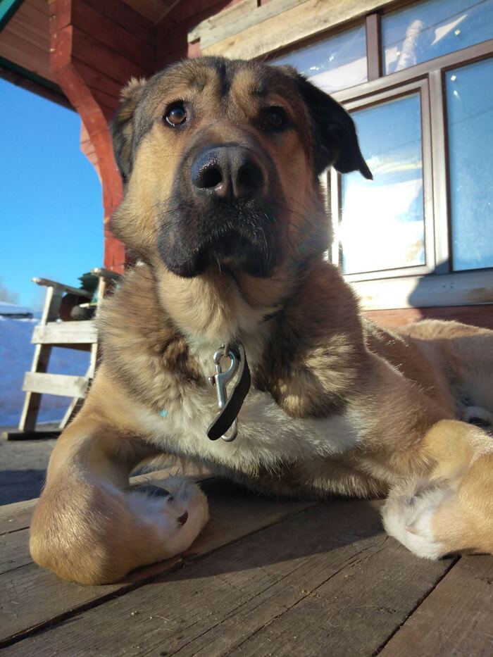 Без собак не пикабушник?