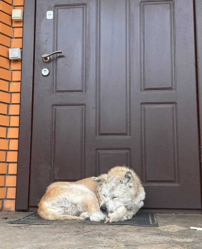 Собака из Макарова