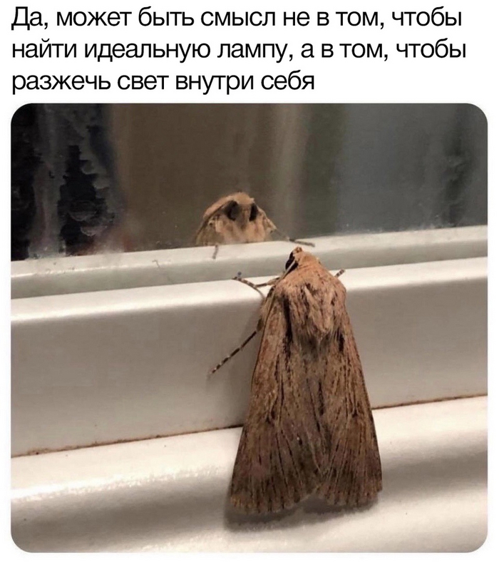 &quot;I will shake abdomen for lamps&quot;