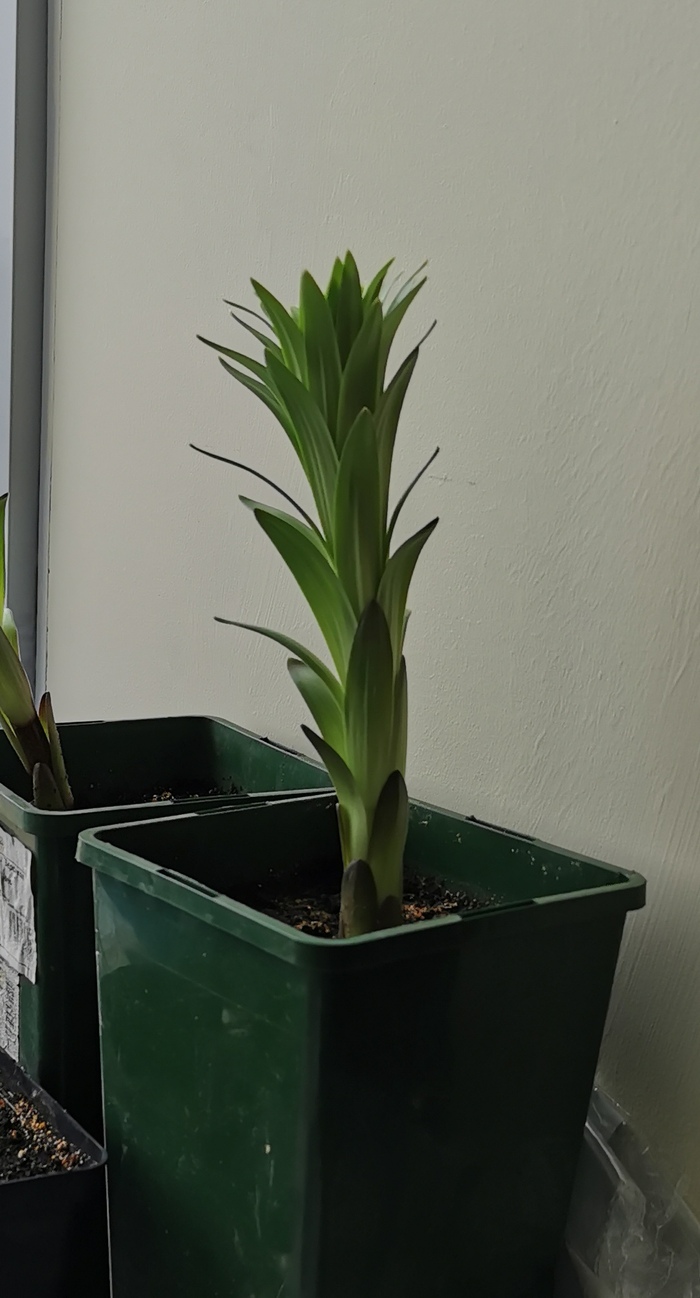 Кусочек весенней радости