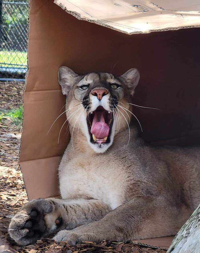 Коробку не отдам!