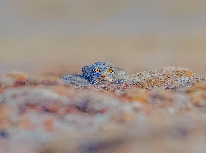 И тут нашли!