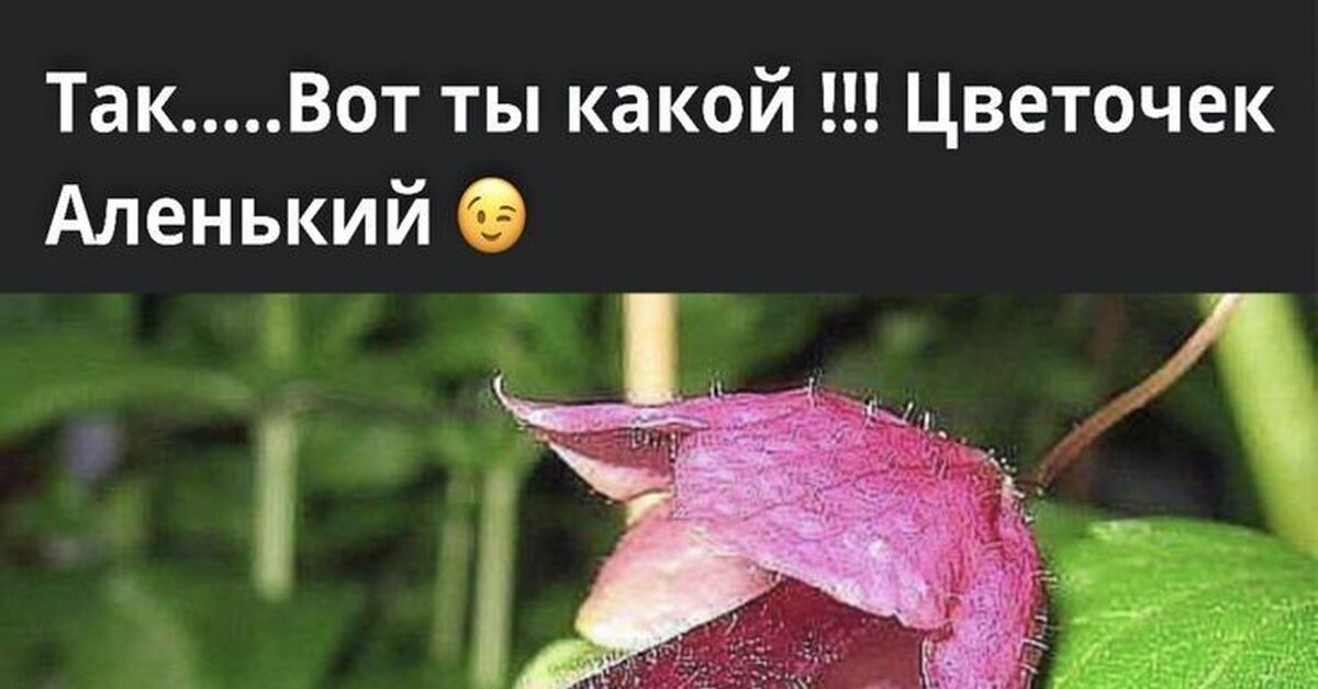 Так вот ты какой цветочек аленький картинки