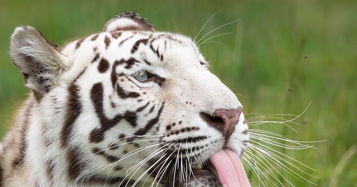 Ди бе бе. Редкие тигры. Белый тигр Липецк. Мышцы белого тигра. Фото "бе" животные.