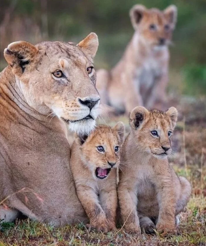 Mom...! Is our lunch sitting there in the bushes? / Lion cubs, Big cats, Cat family, Predatory animals, a lion, Positive, Wild animals, Young, Lioness, 